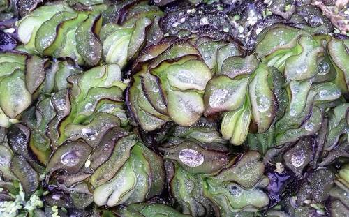 Giant Salvinia