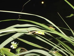 Conocephalus gigantius