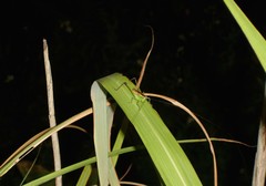 Conocephalus gigantius