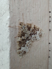 Electrophaes corylata