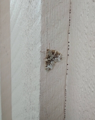 Electrophaes corylata