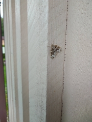 Electrophaes corylata