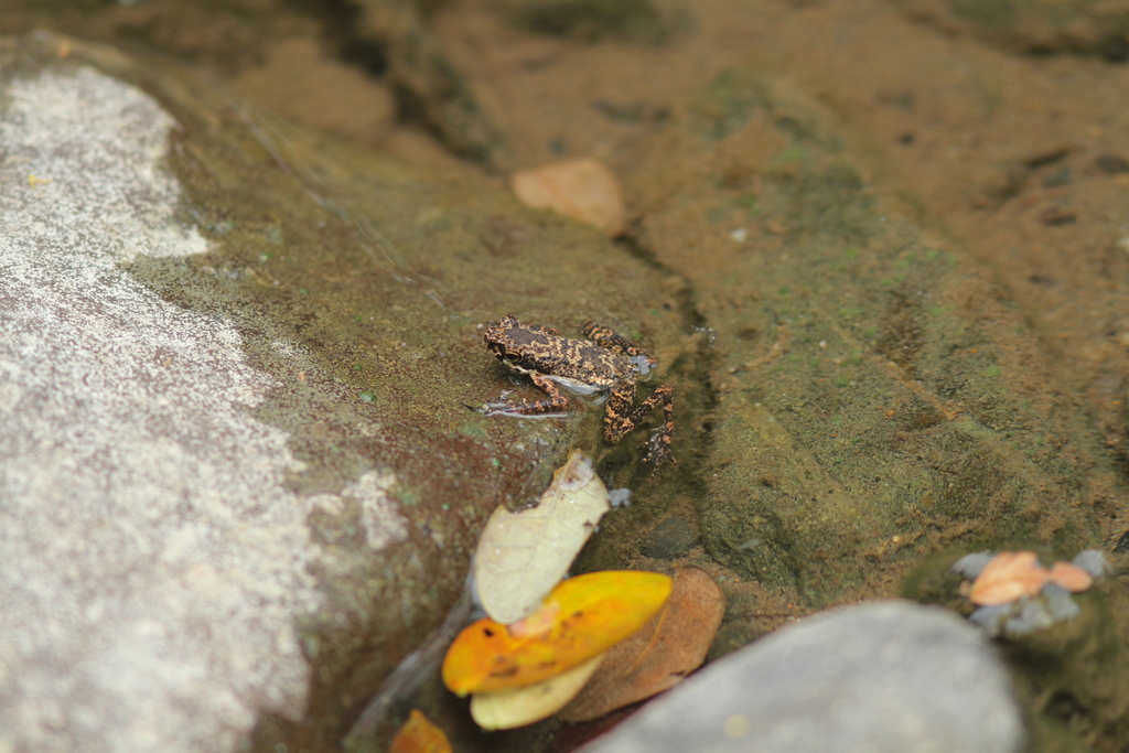 Mcgregori's River Toad