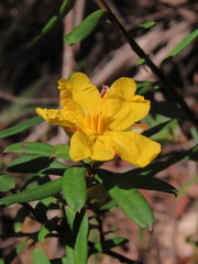 Hibbertia bracteata