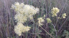 Thalictrum lucidum