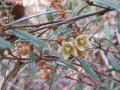 Lasiopetalum ferrugineum