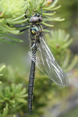 Somatochlora semicircularis