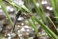 Somatochlora semicircularis