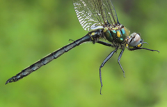 Somatochlora semicircularis