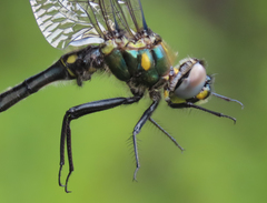 Somatochlora semicircularis