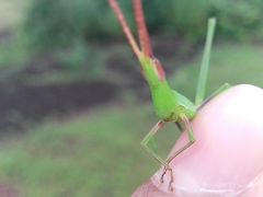 Orthoptera