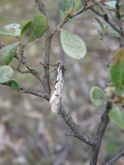 Philobota stella