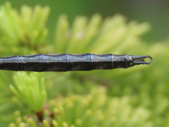 Somatochlora semicircularis