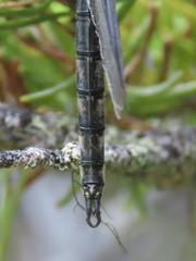 Somatochlora semicircularis