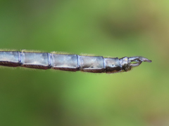 Somatochlora semicircularis