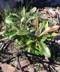 Banksia paludosa paludosa