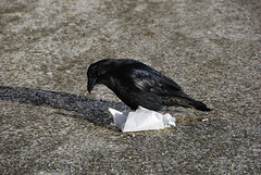 Corvus corax