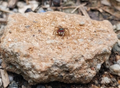 Stenaelurillus lesserti