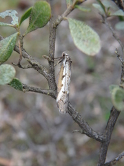 Philobota stella