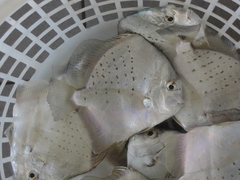 Drepane punctata