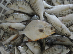 Trachinotus blochii