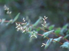 Leucopogon amplexicaulis