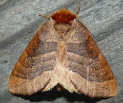 Datana drexelii