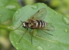 Chrysopilus fasciatus