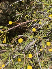 Acacia acuaria