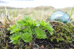 Anemonastrum villosissimum