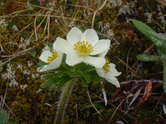 Anemonastrum villosissimum