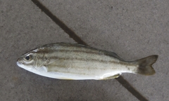 Helotes octolineatus