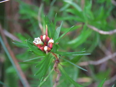 Darwinia procera