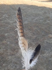Milvus milvus