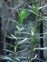 Gompholobium grandiflorum