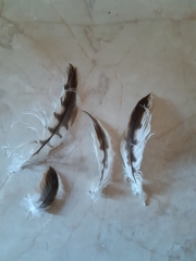 Milvus milvus