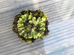 Riccia cartilaginosa