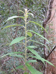 Astrotricha floccosa