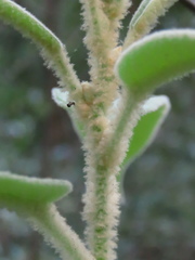 Astrotricha floccosa