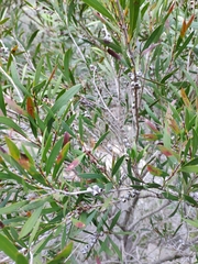 Melaleuca paludicola