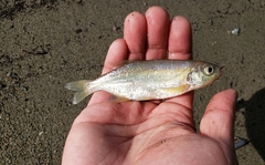 Richardsonius balteatus