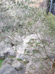 Melaleuca paludicola