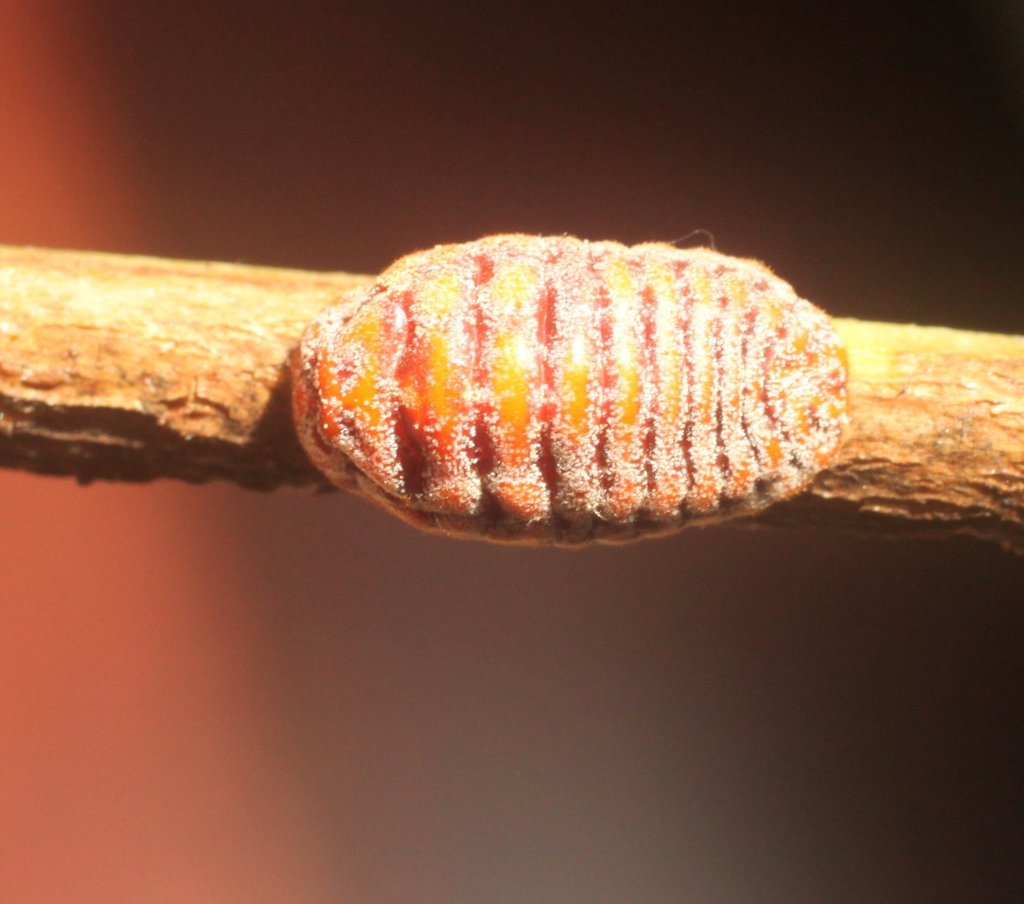 Giant Scale Insects from Kununurra WA 6743, Australia on February 13 ...