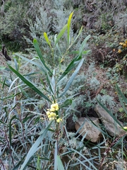 Acacia provincialis