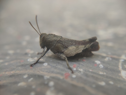 Epistaurus