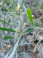 Acacia provincialis