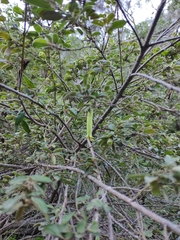 Correa glabra