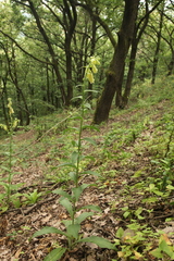 Digitalis grandiflora