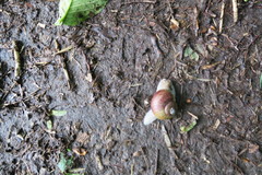 Karaftohelix gainesi