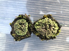 Riccia collata